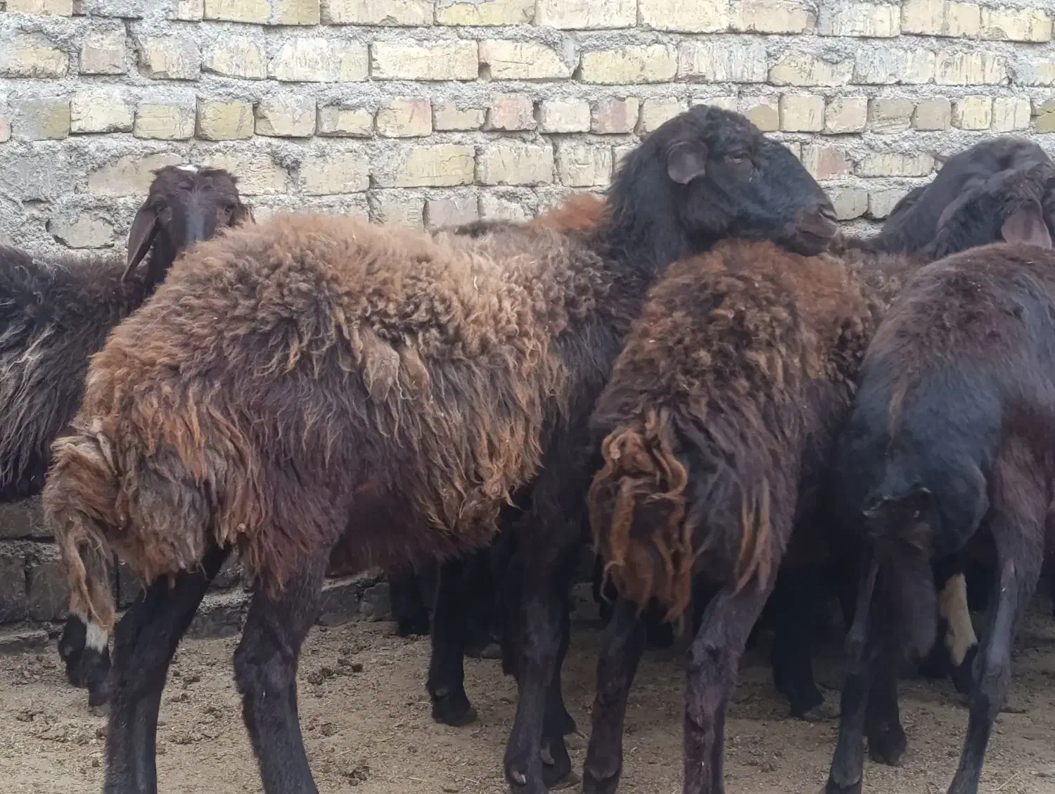 گوسفندو میش.قزل افشار شیشک دودندان و تخلی ب شرط|حیوانات مزرعه|محمدیه-قزوین, |دیوار