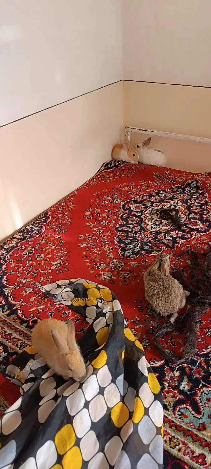 خرگوش بزرگ و بچه خرگوش|موش و خرگوش|کاشان, راوند|دیوار