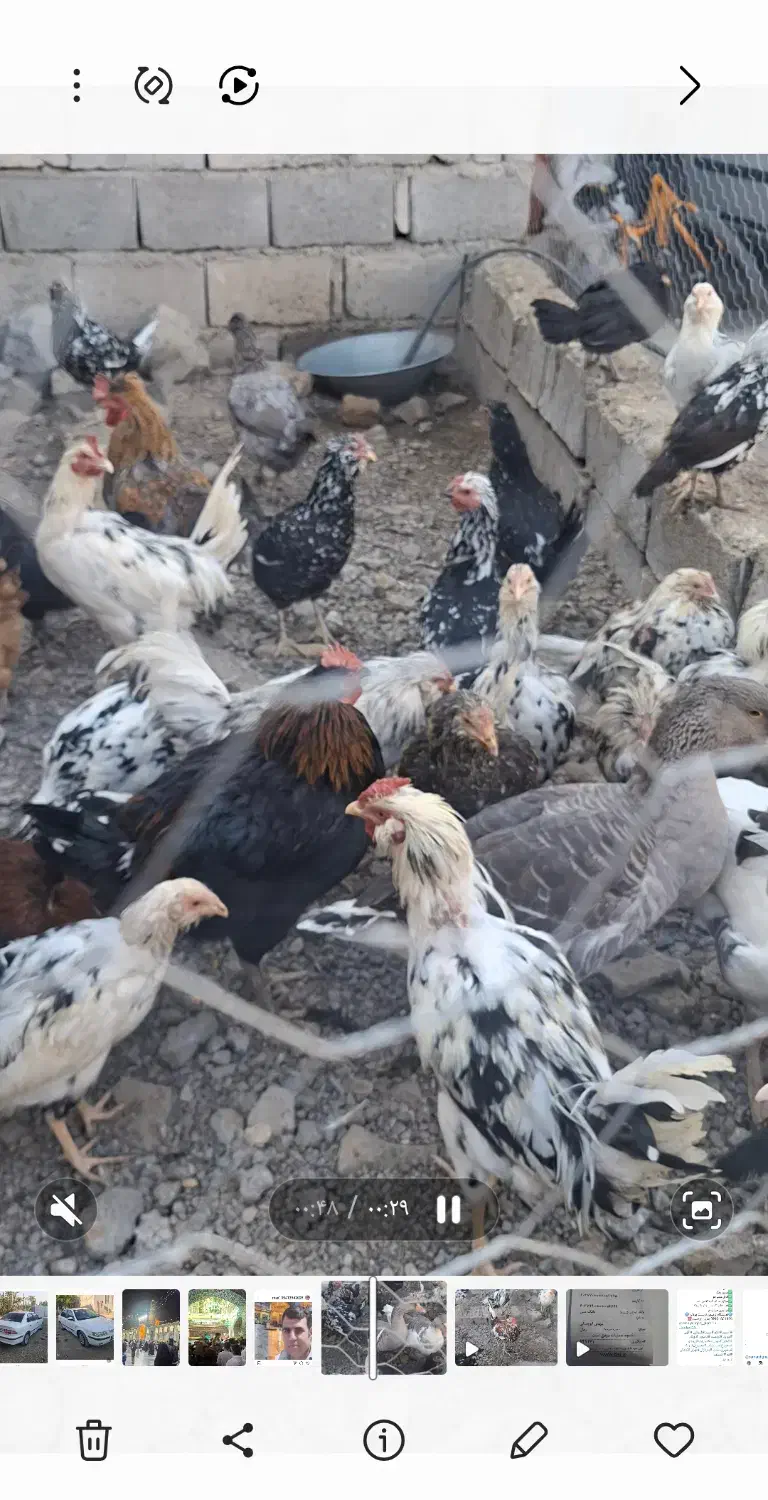 مرغ وخروس گلین لری|حیوانات مزرعه|جغتای, |دیوار