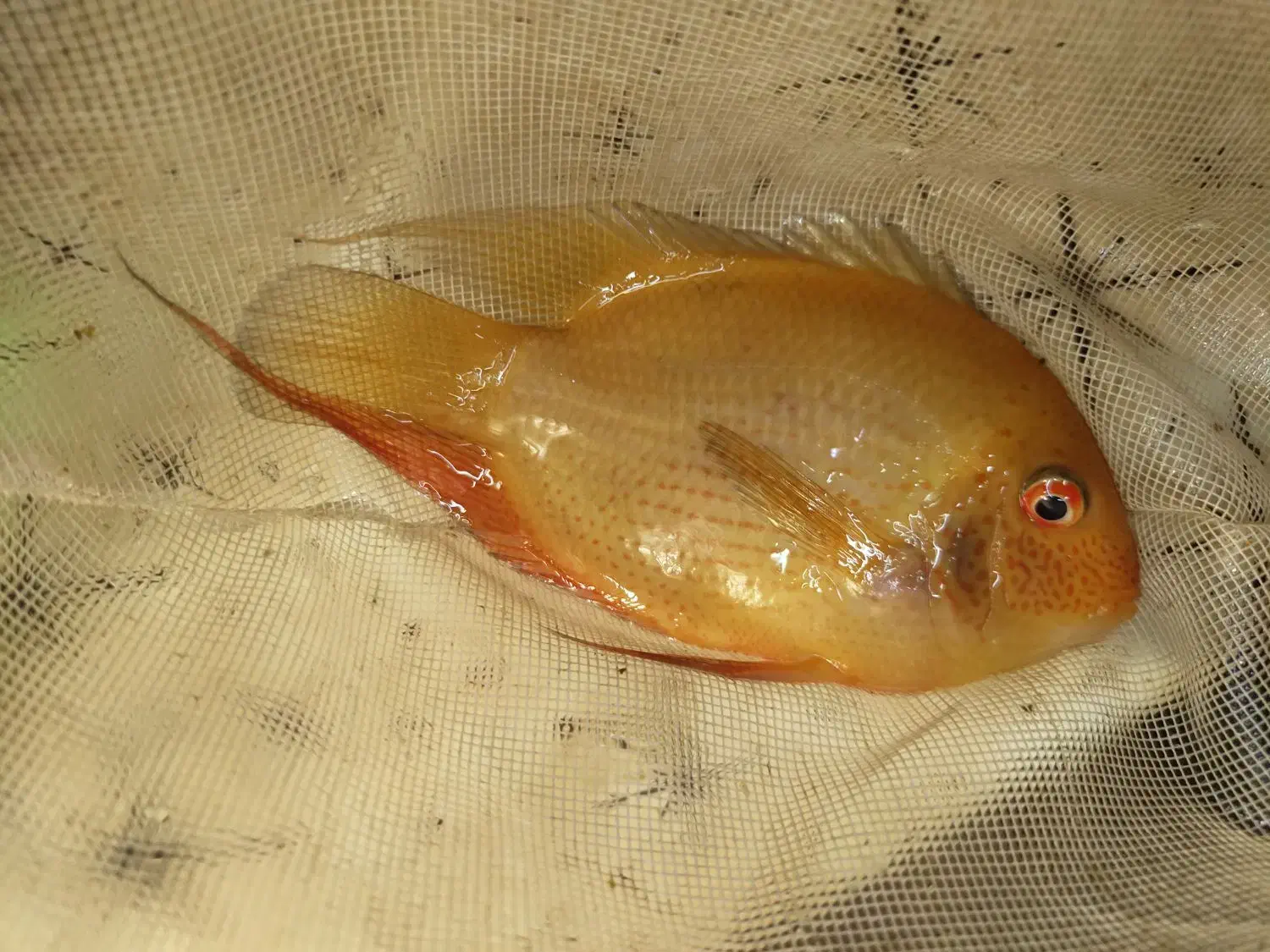 ماهی اکواریوم فروش فوری|ماهی|کرمان, |دیوار