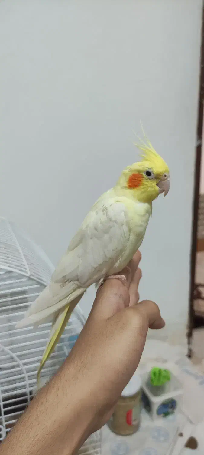 چهار تا عروس هلندی|پرنده|رشت, بازار|دیوار