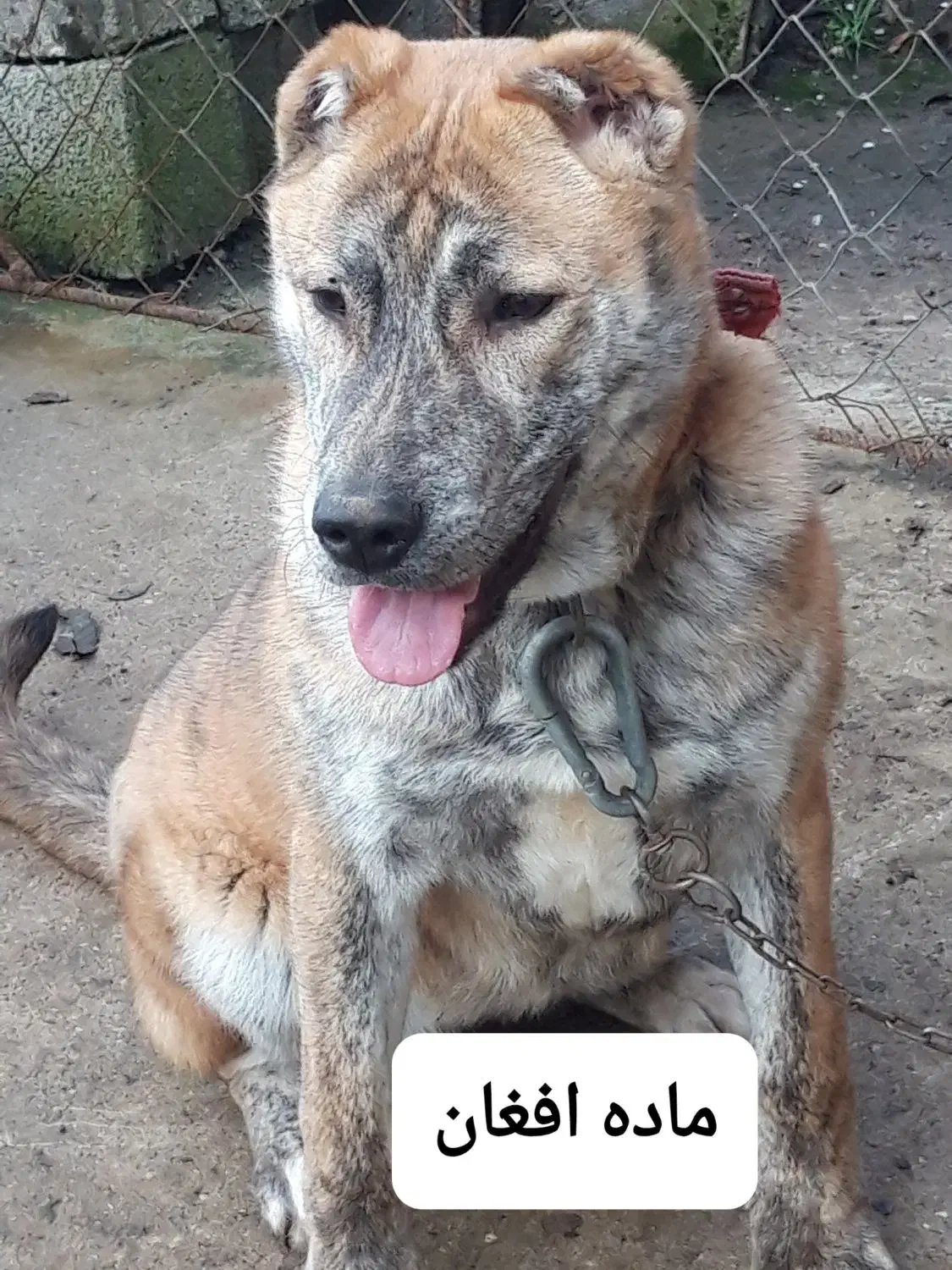 سگ ماده افغان پیام جوابگو نیستم لطفا تماس بگیرید|سگ|ساری, |دیوار