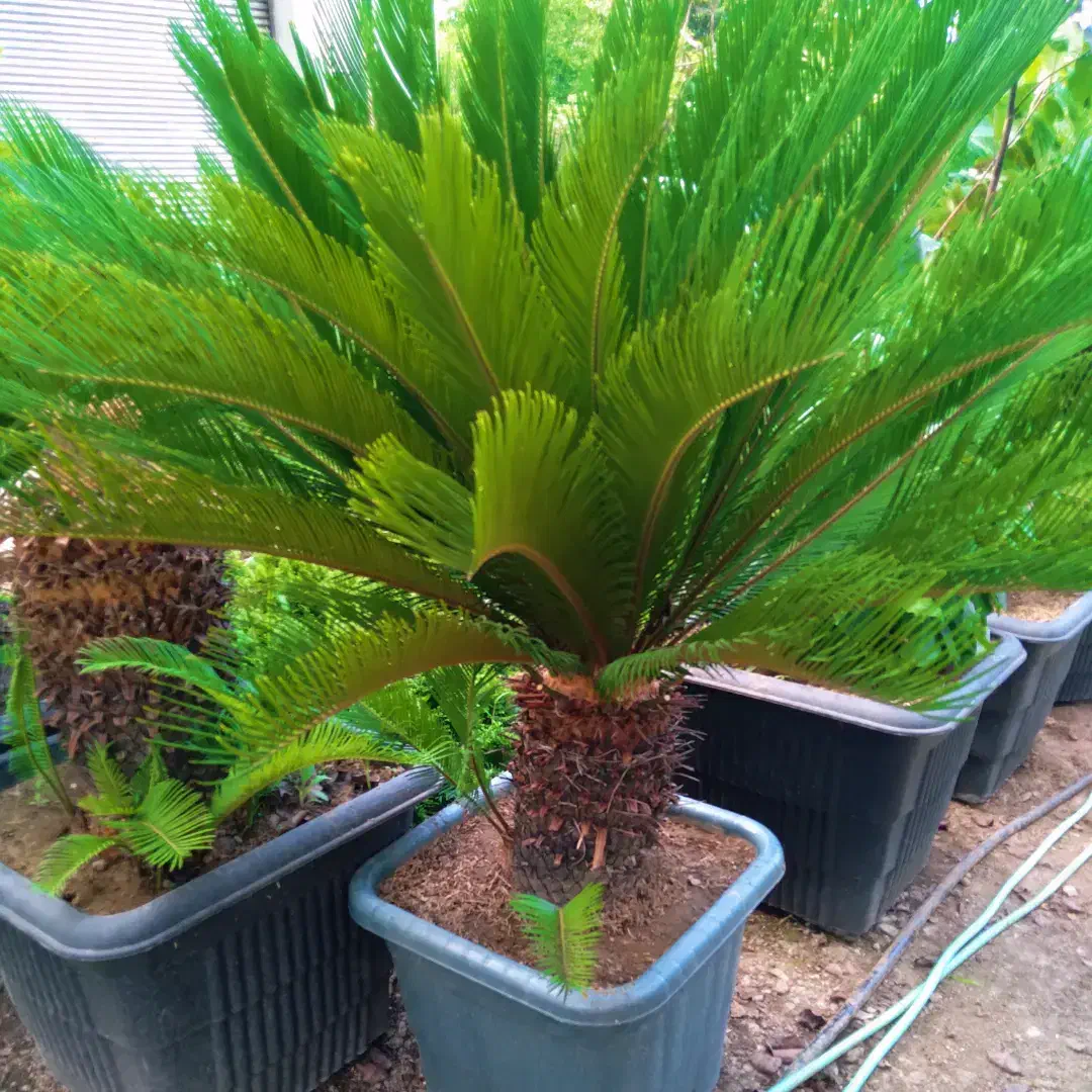 سیکاس|گل و گیاه طبیعی|رامسر, |دیوار