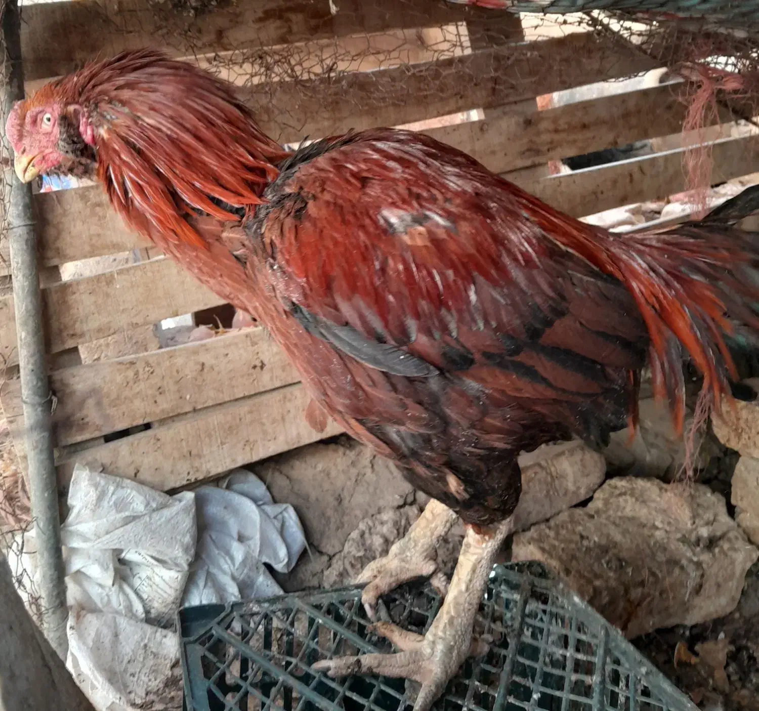 مرغ وخروس لاری|حیوانات مزرعه|مهریز, |دیوار