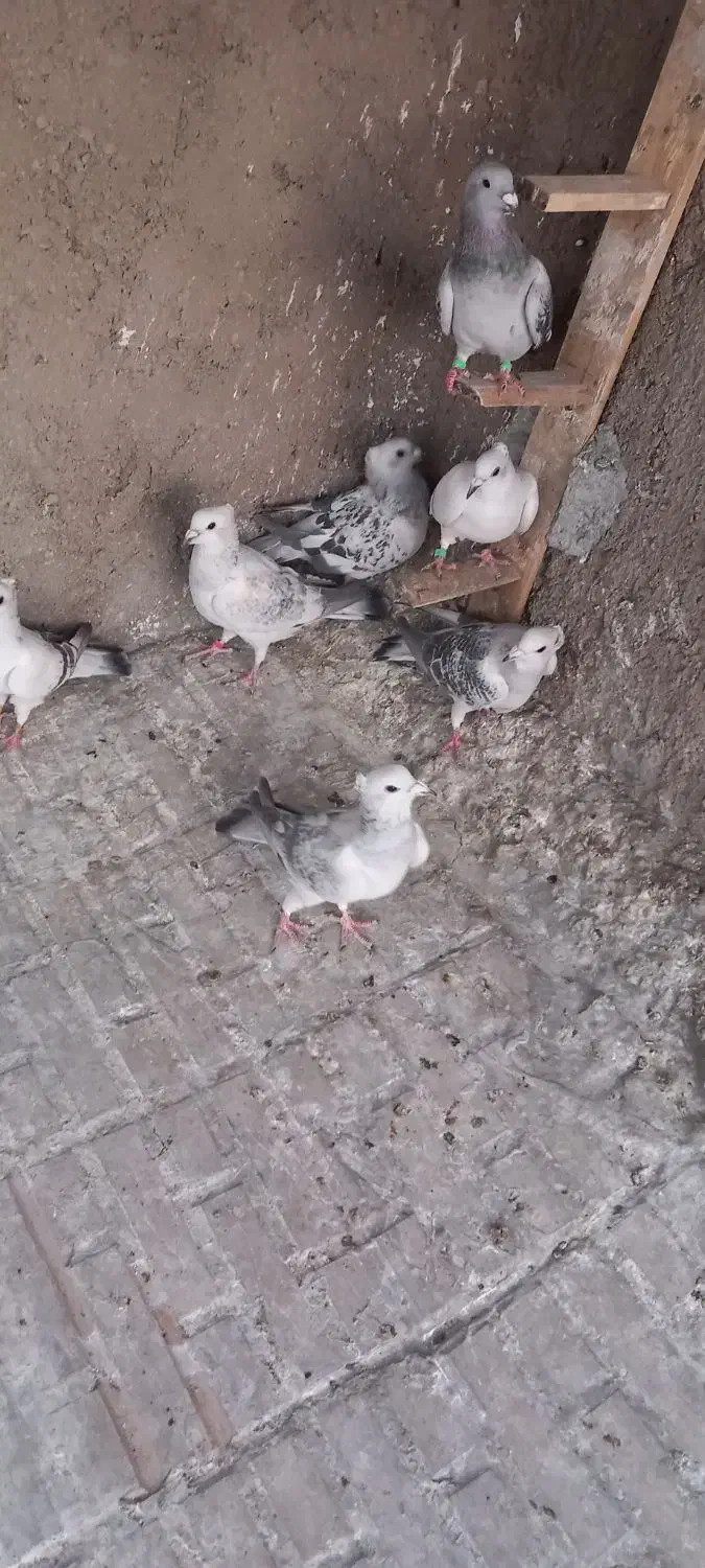 شامی کرمونی|پرنده|بیرجند, |دیوار