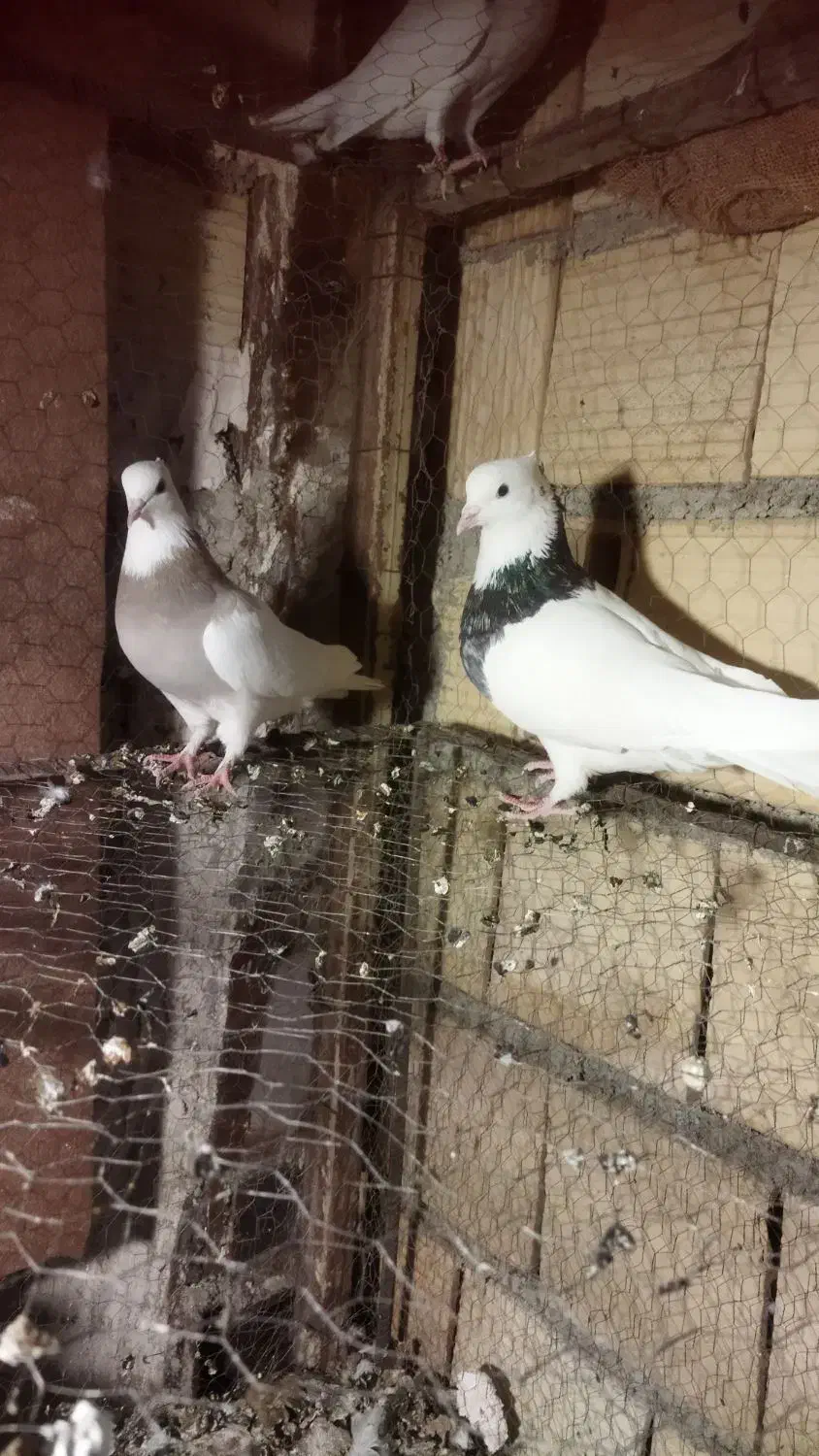 کبوتر طوقی|پرنده|محمدشهر, کوی بهار|دیوار