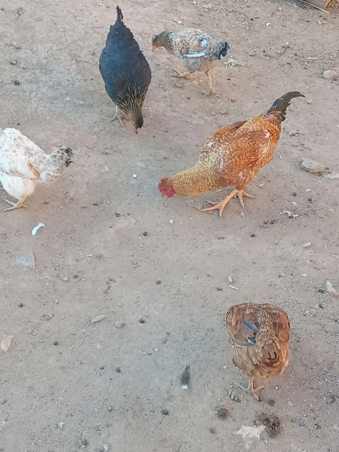 خروس|حیوانات مزرعه|ماهیدشت, |دیوار