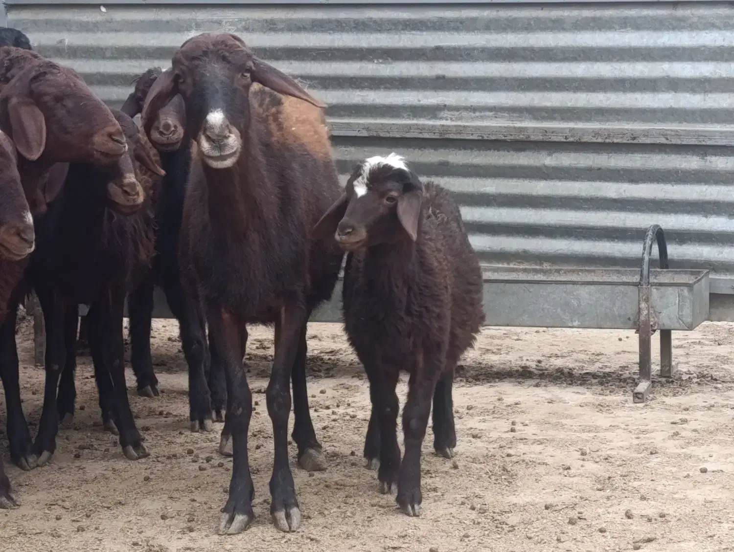 گوسفندو میش.قزل افشار شیشک دودندان و تخلی ب شرط|حیوانات مزرعه|محمدیه-قزوین, |دیوار