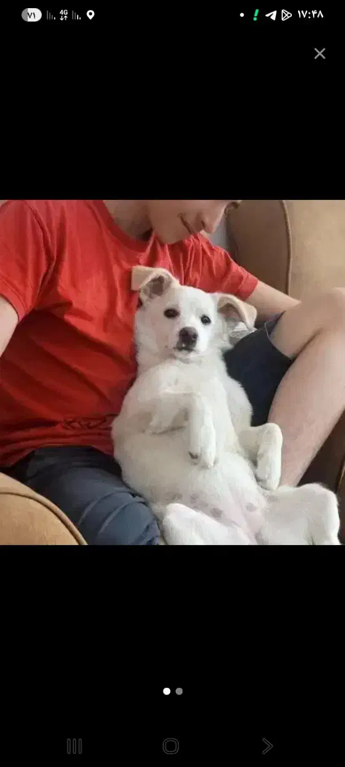 سگ شیتزو روباهی|سگ|اردبیل, |دیوار