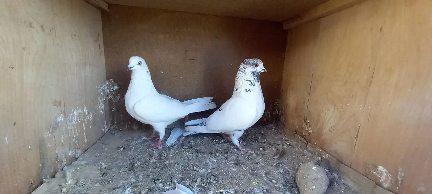 کبوتر کفتر کله دم سبز کاشونی|پرنده|فلاورجان, |دیوار