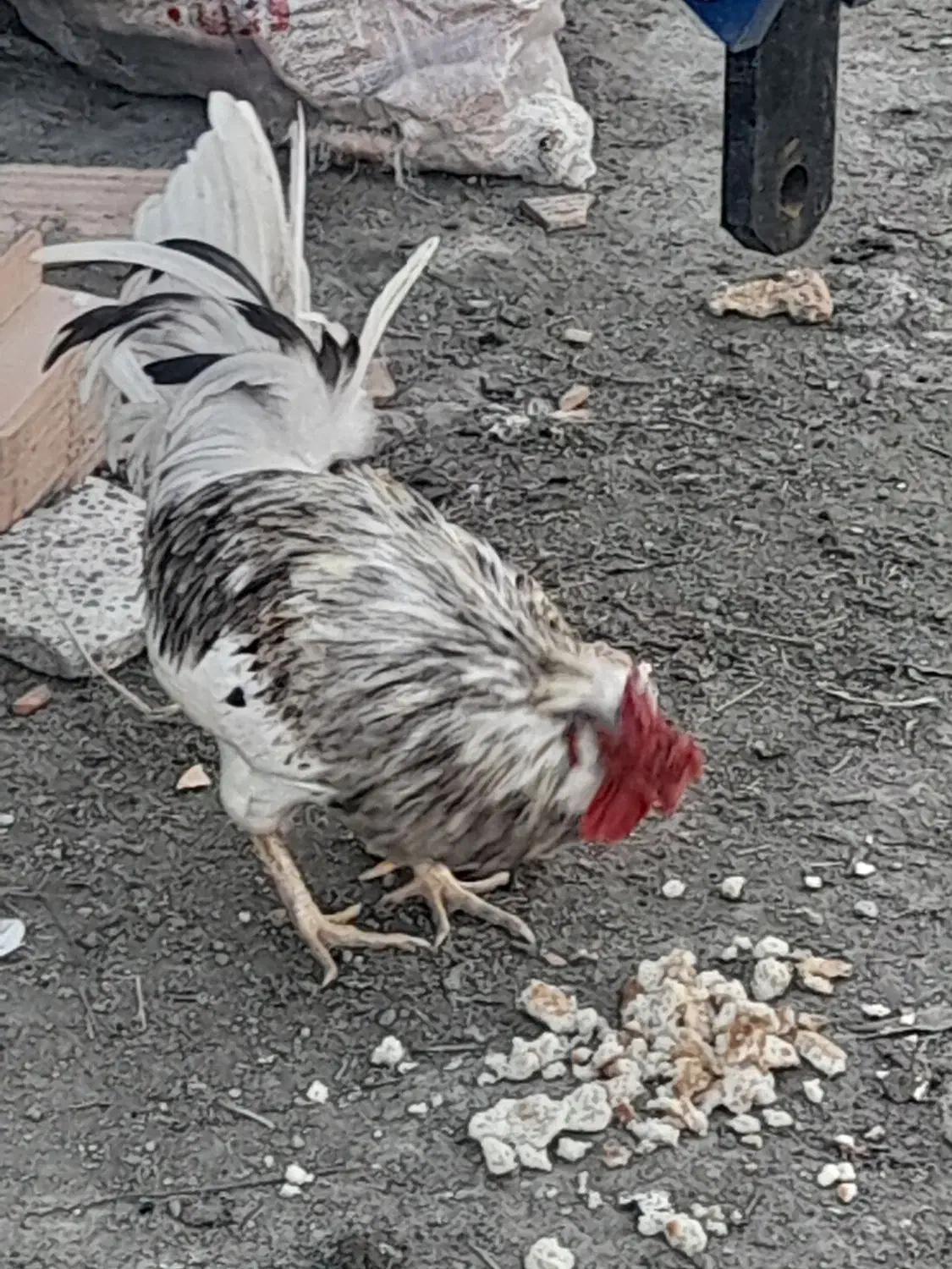 خروس گلین|حیوانات مزرعه|سرخنکلاته, |دیوار