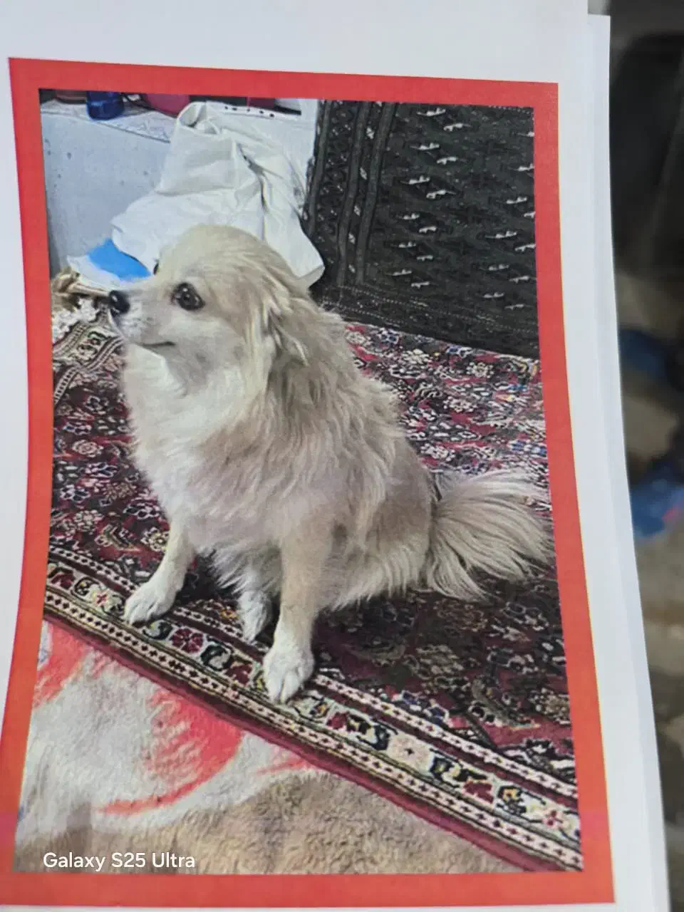 سگ گمشده|حیوانات|شیراز, لاله|دیوار