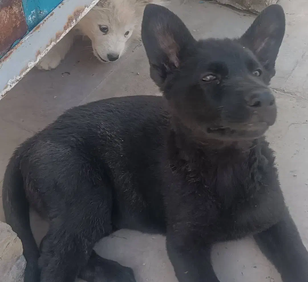 سگ نر و ماده|سگ|ری, سیزده آبان|دیوار