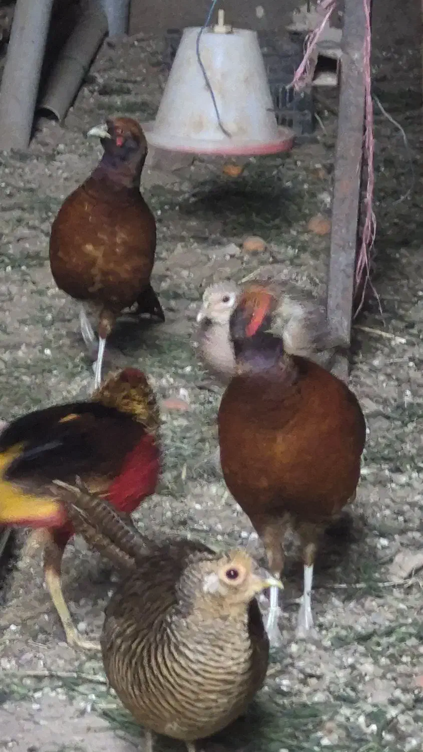 نر هیبریدی|پرنده|مینودشت, |دیوار