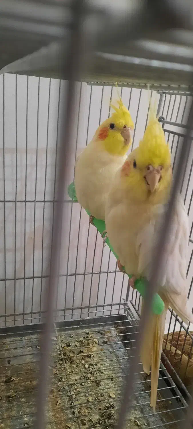 فروش ویژه عروس هلندی|پرنده|اصفهان, شهرک کاوه|دیوار