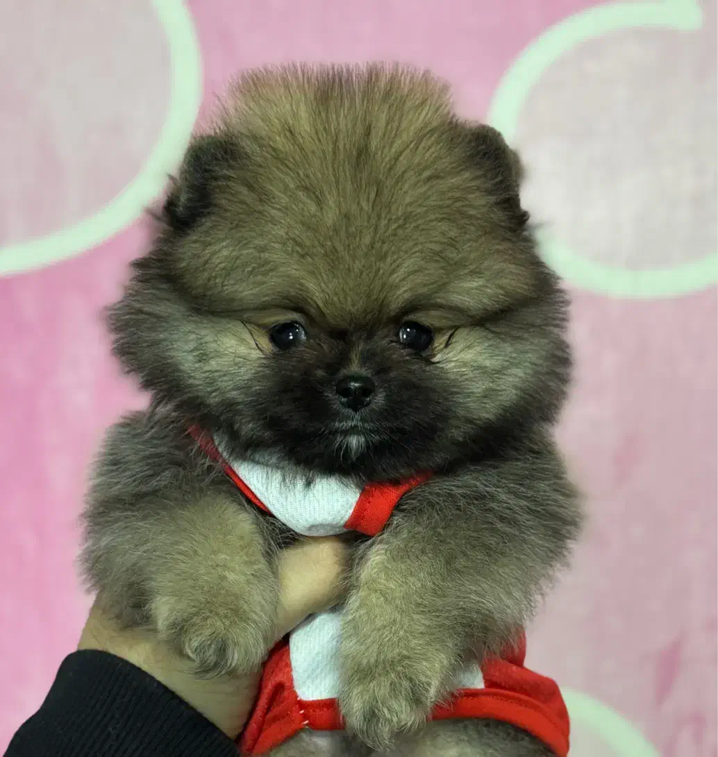 پامرانین عروسکی جیبی واقعی ، کیفیت تضمینی|سگ|تهران, گلستان (شهرک راه آهن)|دیوار