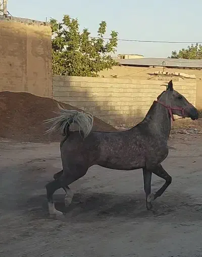 اسب مادیان ترکی خوندار و دمگیر|اسب و تجهیزات اسب‌سواری|شیراز, سجادیه|دیوار