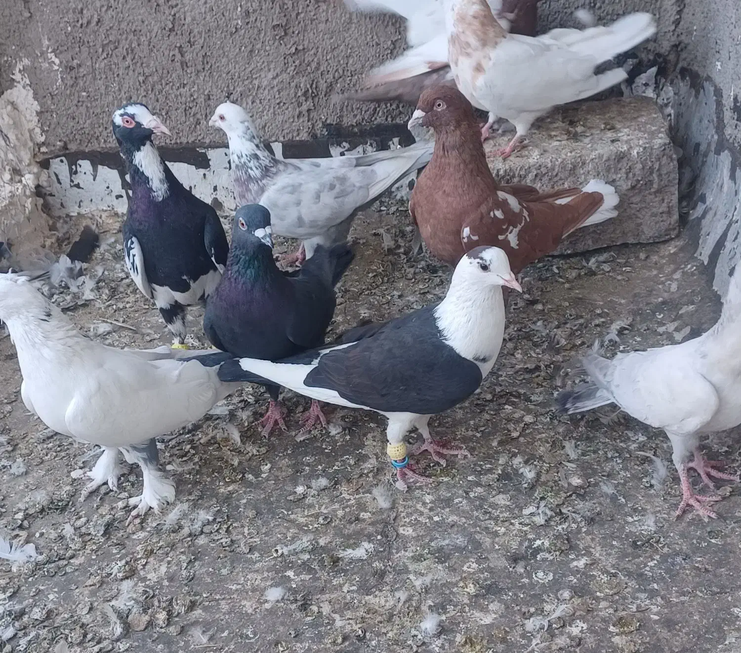 کبوترنر|پرنده|اقبالیه, |دیوار