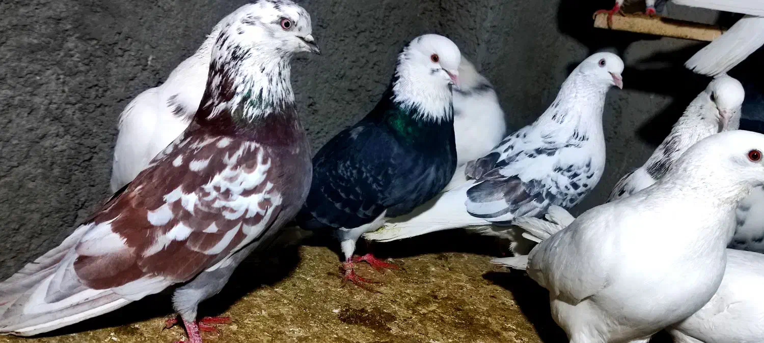 کفترکبوتر|پرنده|هشتگرد, هشتگرد قدیم|دیوار