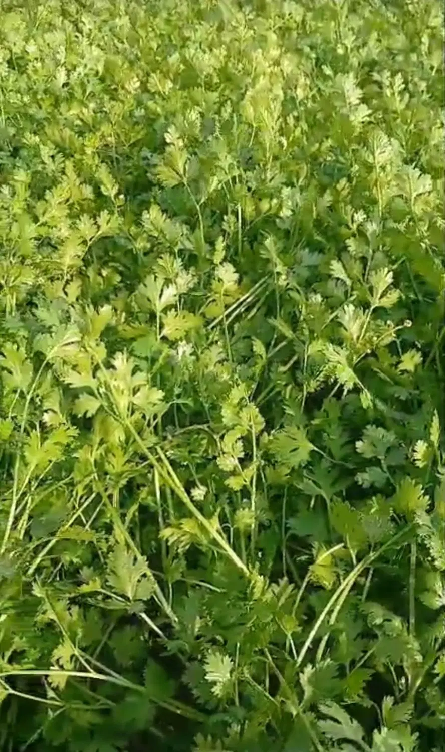سبزی|خوردنی و آشامیدنی|رامهرمز, |دیوار