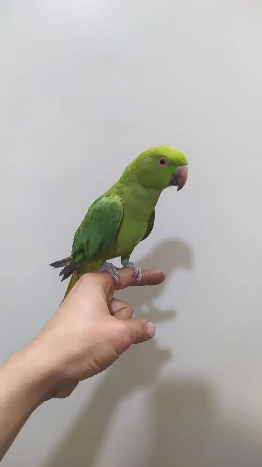 جوجه طوطی ملنگو دستی|پرنده|اصفهان, شهرک کوثر|دیوار