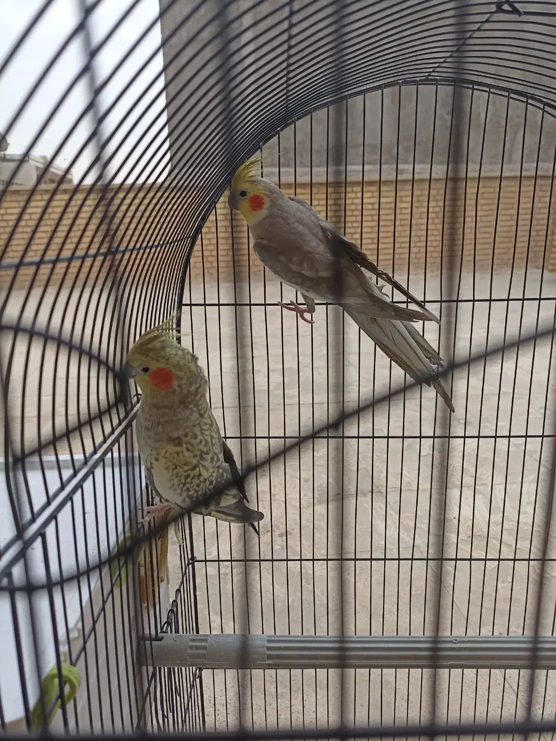 فروش دو جفت عروس هلندی|پرنده|خرمشهر, |دیوار