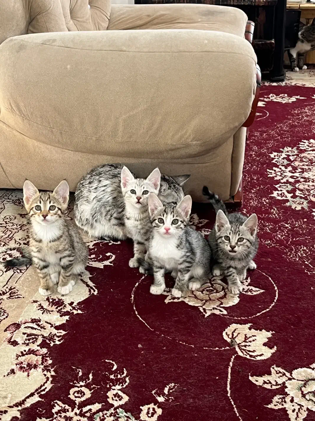 فروشی|گربه|تربت‌حیدریه, مظفریه|دیوار