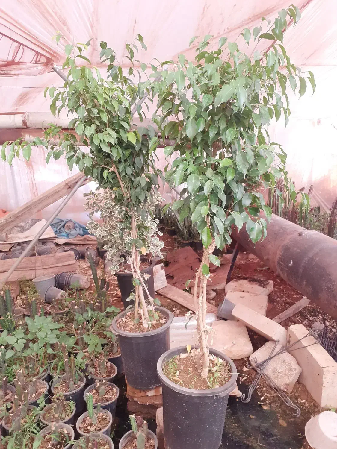 یوکا تنه دار قیمت مناسب|گل و گیاه طبیعی|قم, آزادگان|دیوار