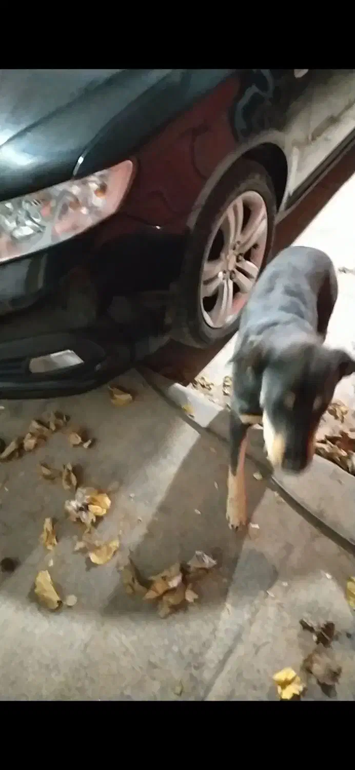 سگ گمشده|حیوانات|مشهد, کوی سیدی|دیوار