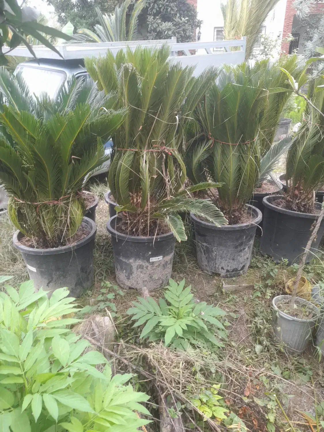 سیکاس گلدان ۶۰|گل و گیاه طبیعی|نوشهر, |دیوار