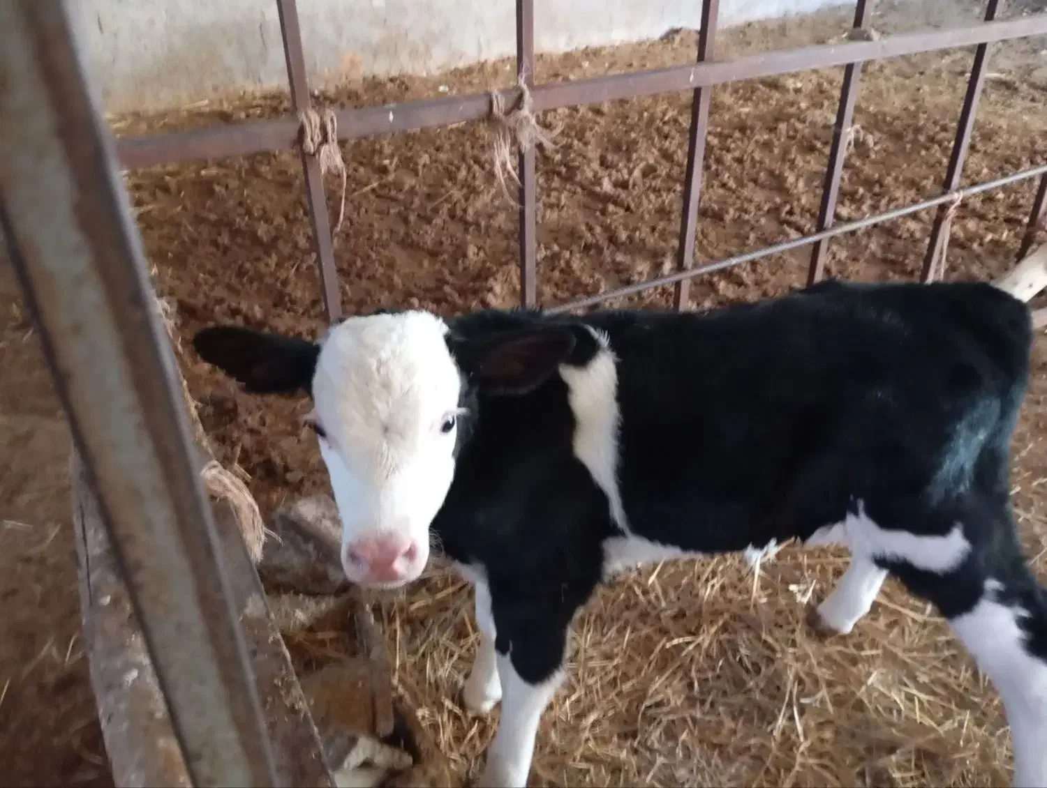 گوساله و گاو شیری|حیوانات مزرعه|آشخانه, |دیوار