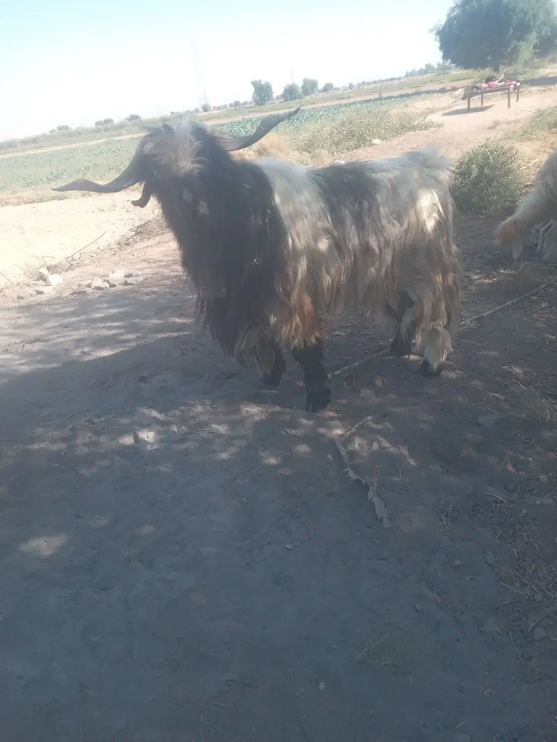 چش دوبور  بهده|حیوانات مزرعه|گتوند, |دیوار