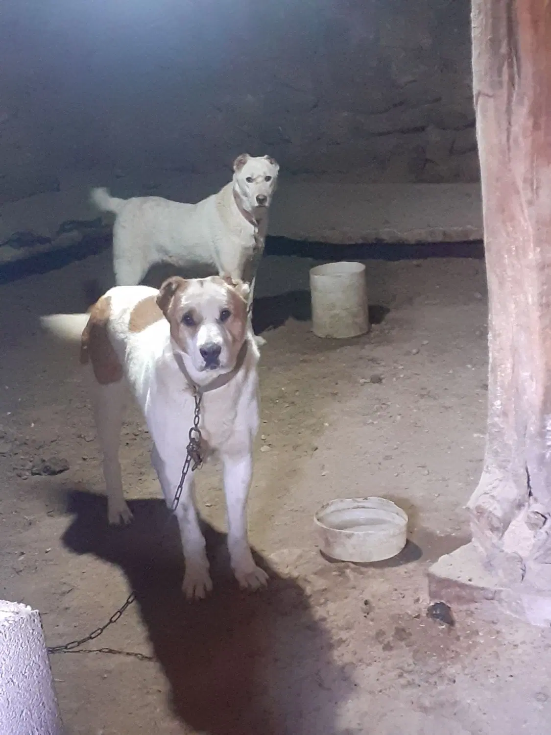 سگ گوسفندی|سگ|شیروان (خراسان), |دیوار