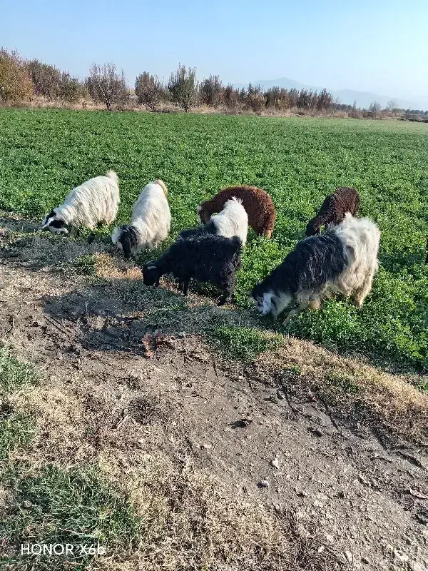 32میلیون|حیوانات مزرعه|محمدبار, |دیوار