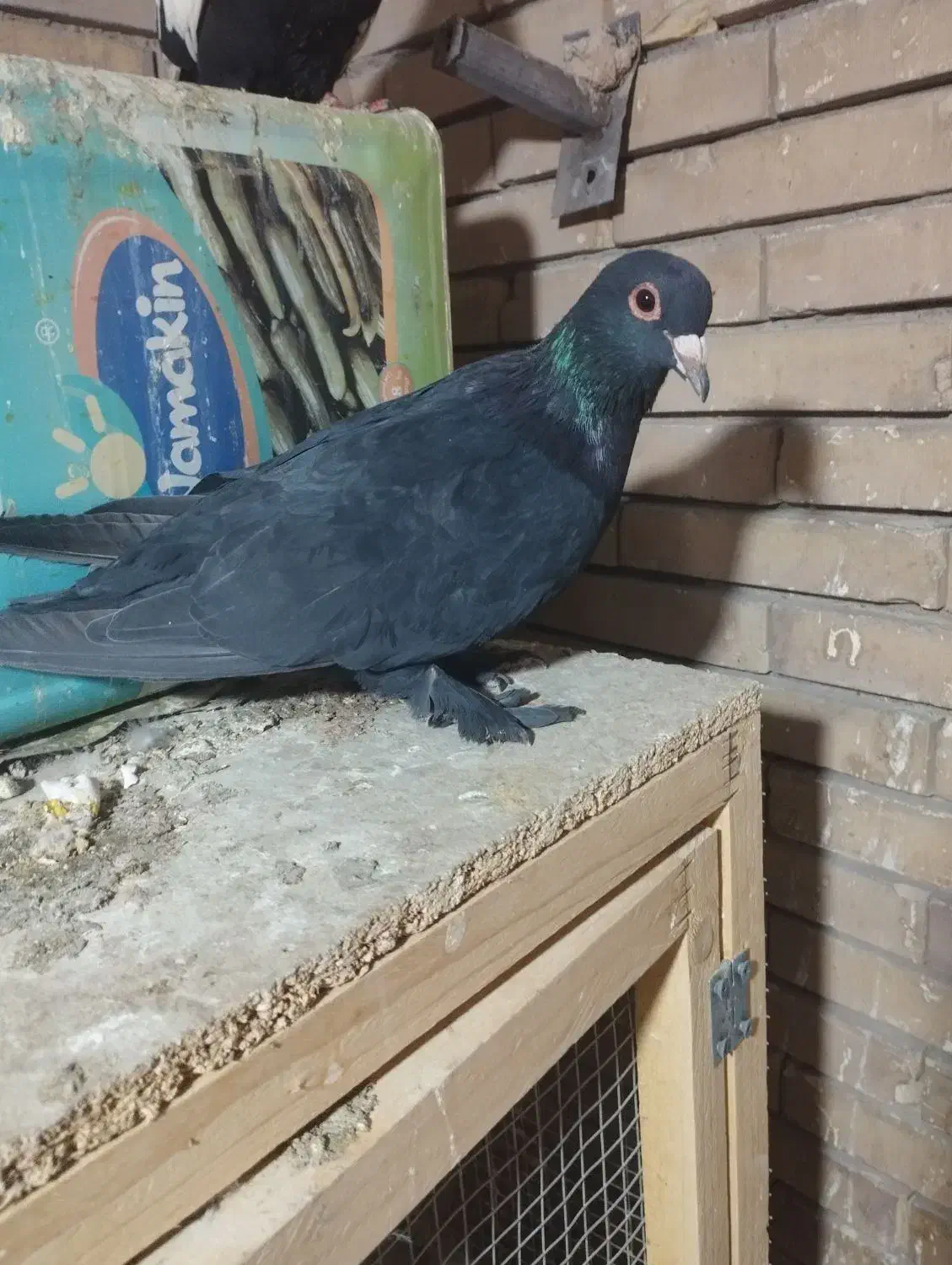 کفتر|پرنده|کرمان, |دیوار