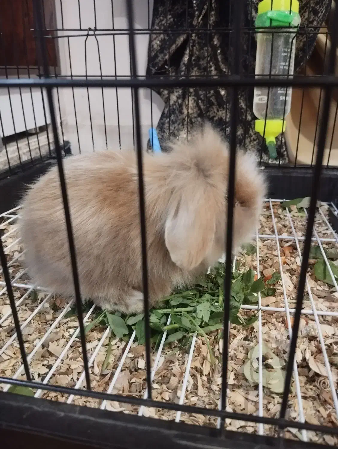 خرگوش لوپ|موش و خرگوش|خرمآباد, |دیوار