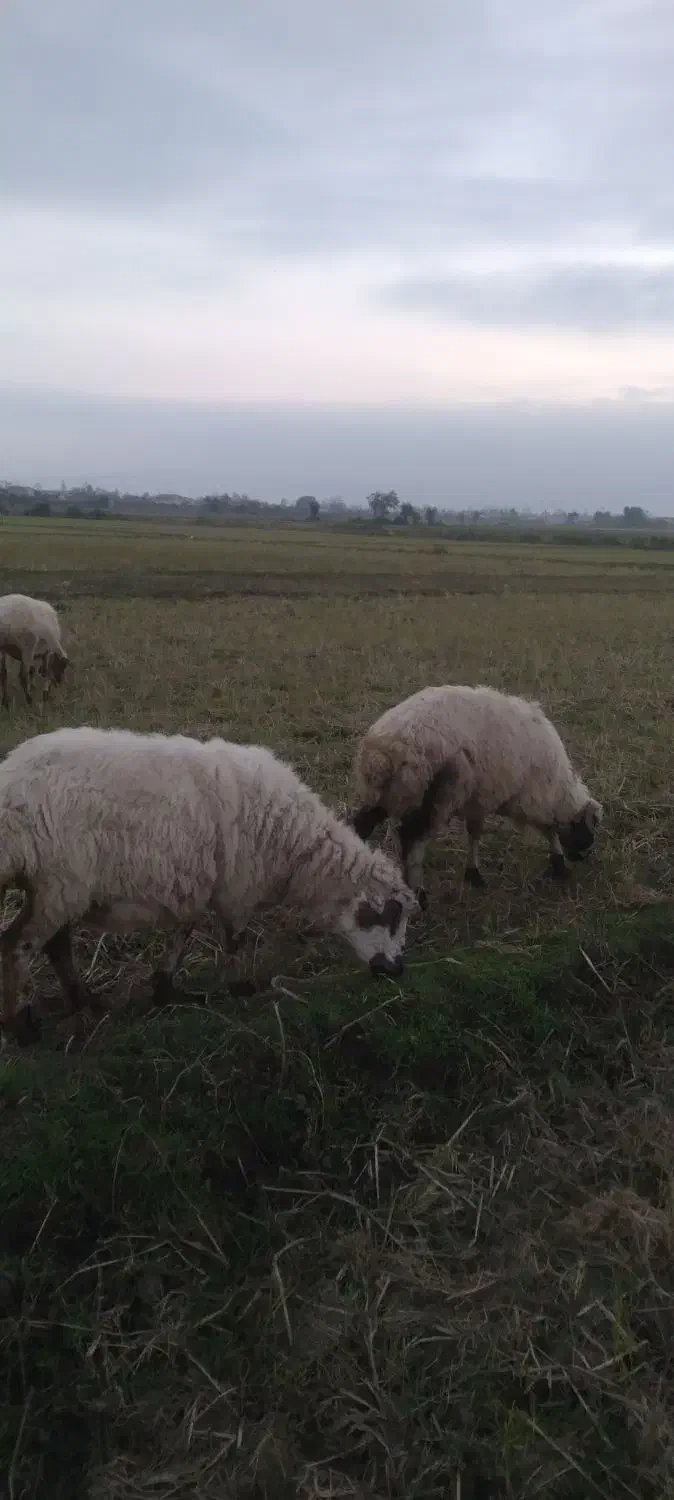 فروش بره و گوسفند|حیوانات مزرعه|تالش, جوکندان|دیوار