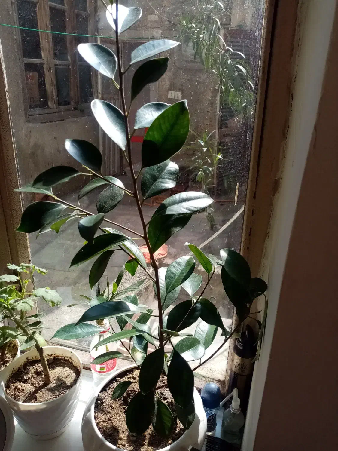 گل وگیاه|گل و گیاه طبیعی|ارومیه, |دیوار