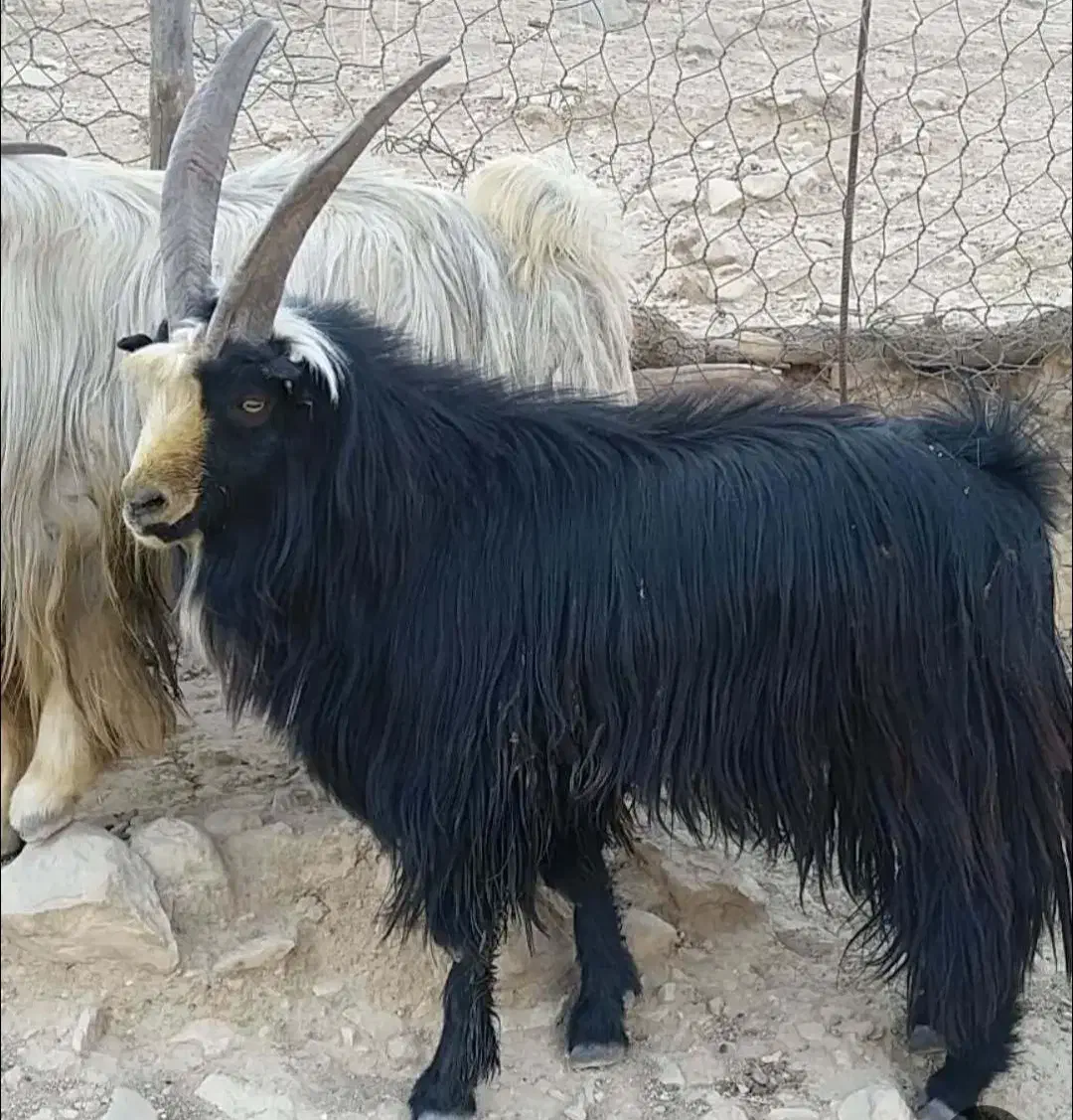 بز جوان|حیوانات مزرعه|شوشتر, |دیوار