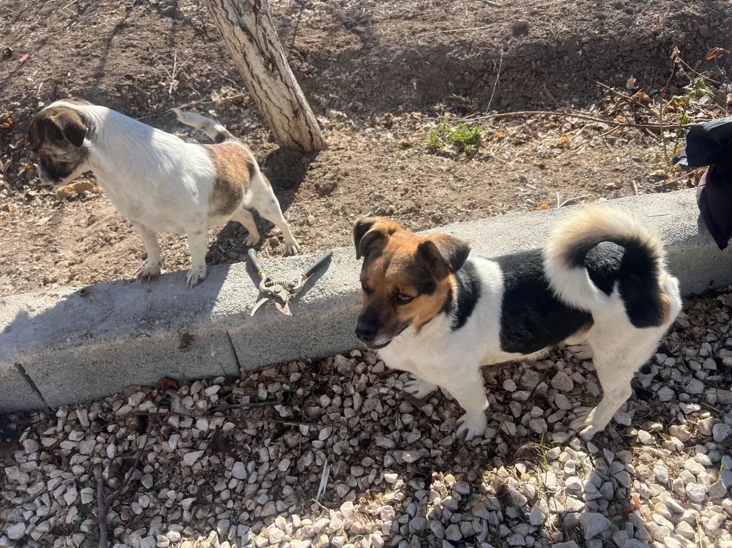 سگ جکراسل|سگ|مرودشت, ژیان|دیوار