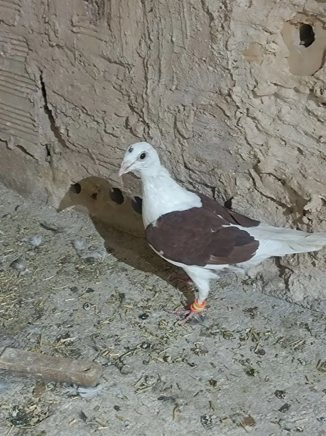 گراف|پرنده|تربت جام, میان جام|دیوار