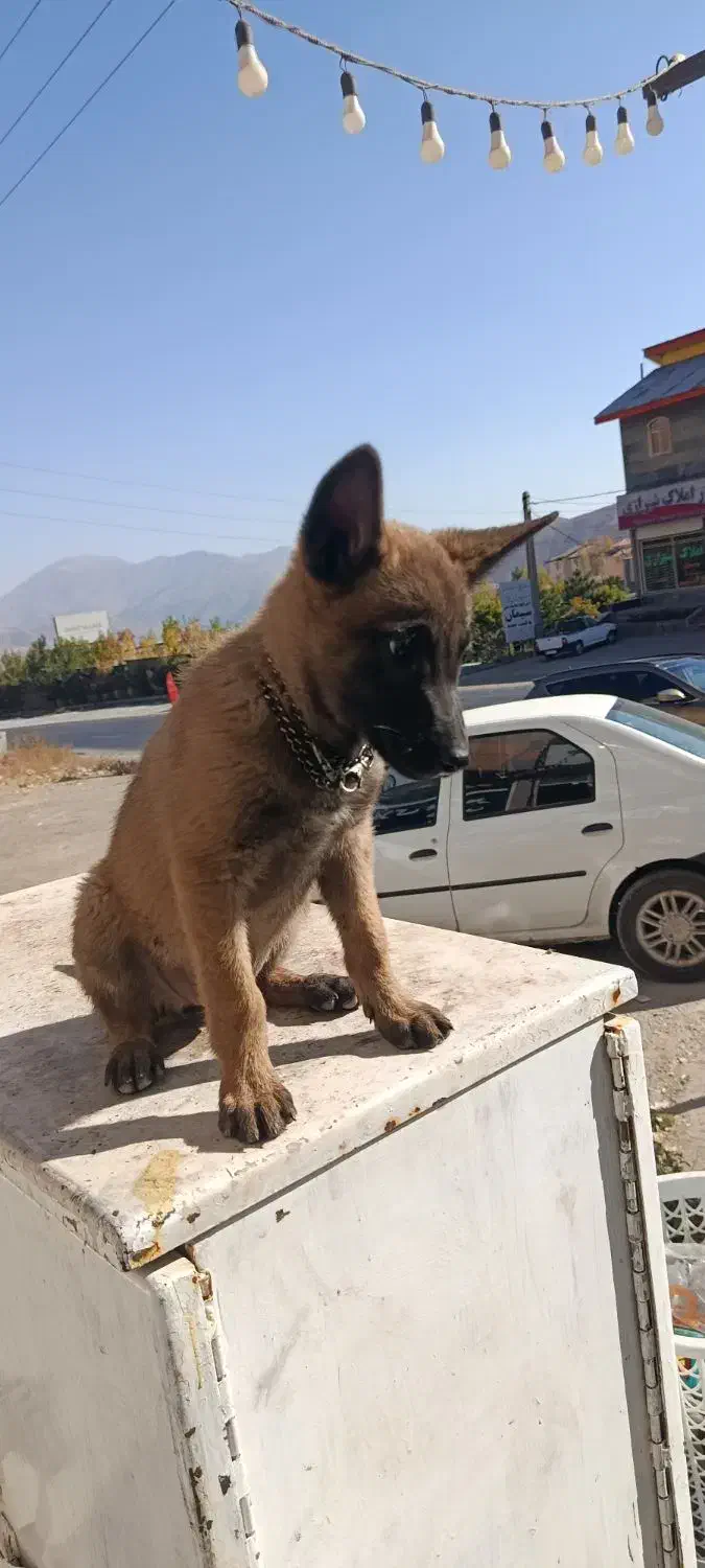 سگ.|سگ|آبعلی, |دیوار