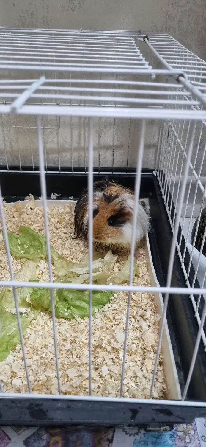 خوکچه هندی با قفس|موش و خرگوش|اسلام‌شهر, شهرک طالقانی|دیوار