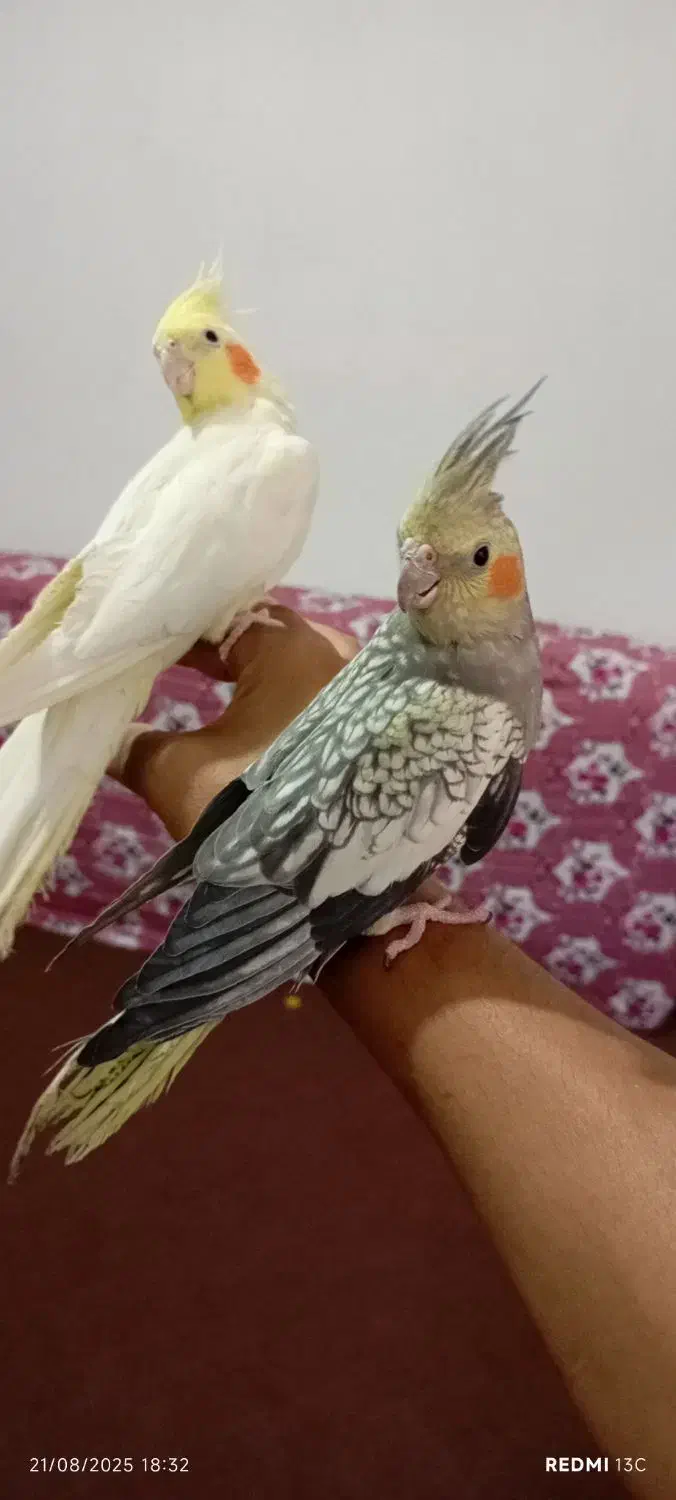 یک جفت عروس هلندی|پرنده|لالجین, |دیوار