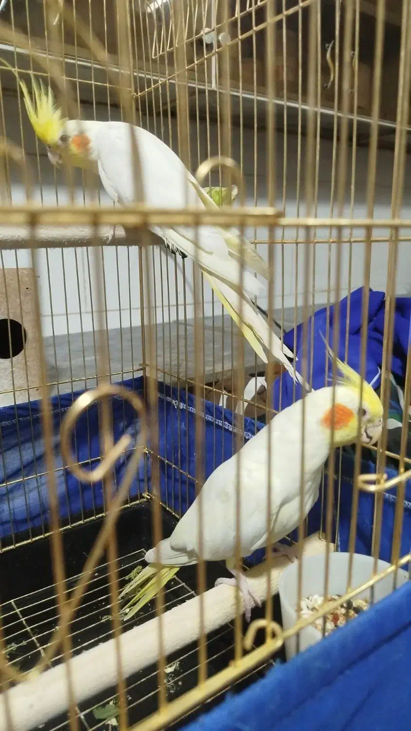 عروس هلندی|پرنده|زارچ, |دیوار