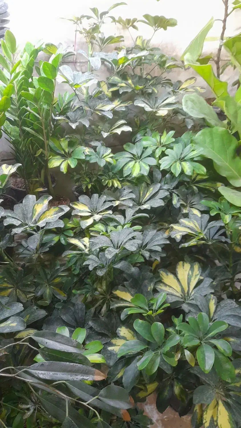 بامبو|حراج|همدان, |دیوار