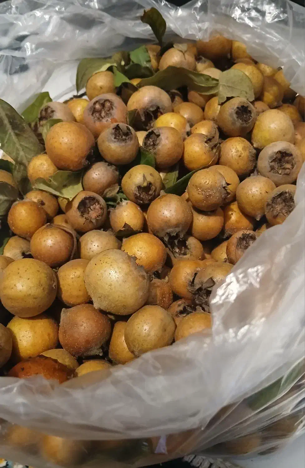 ازگیل جنگلی تازه|خوردنی و آشامیدنی|رشت, نظری|دیوار