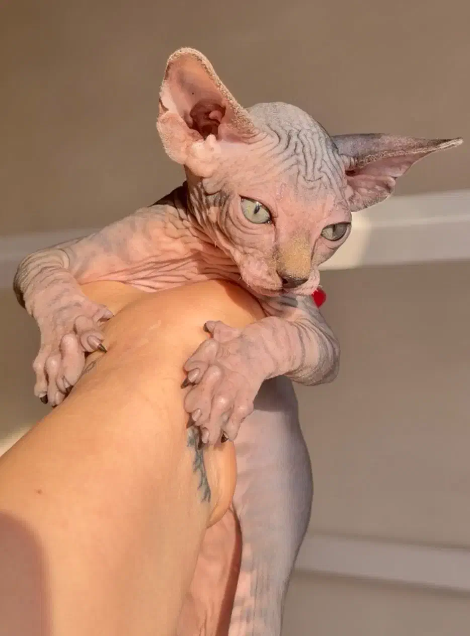 اسفینکس گربه بی مو|گربه|تهران, چیتگر شمالی|دیوار