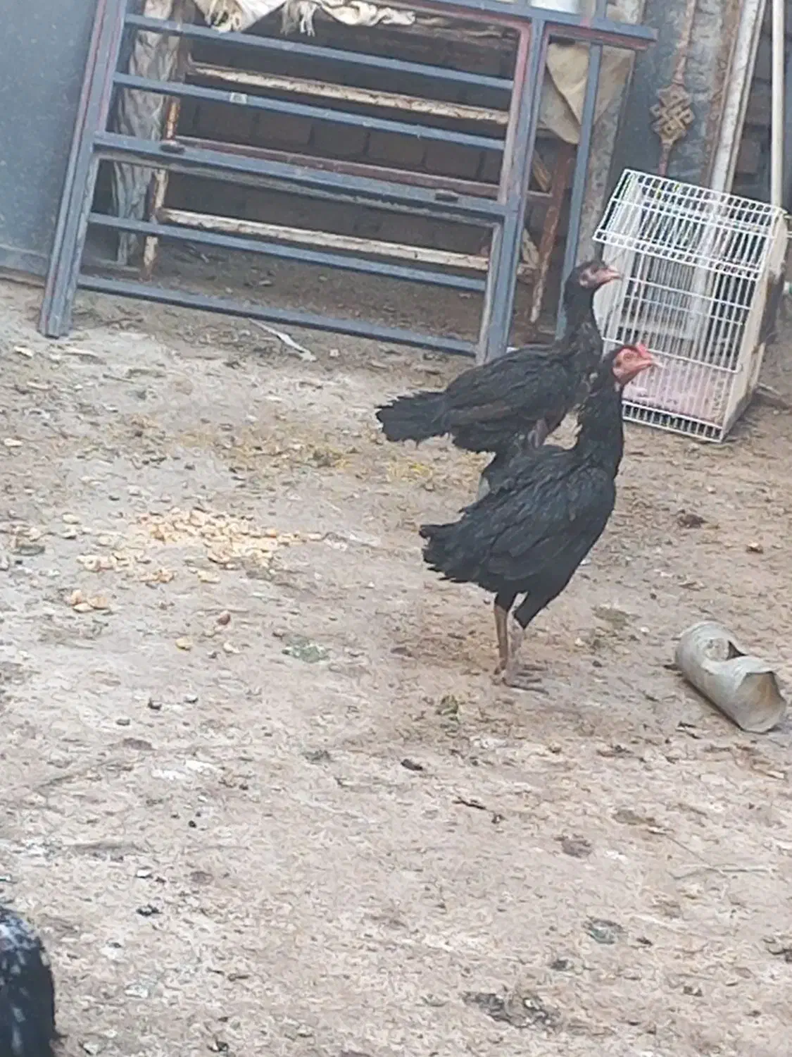 مرغ پاکستانی|حیوانات مزرعه|ایرانشهر, |دیوار