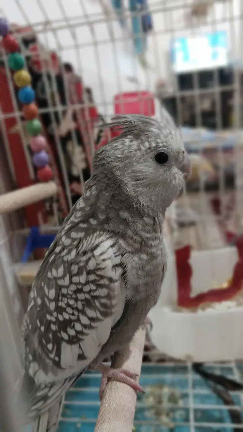 عروس هلندی ایزابلا|پرنده|مشهد, توس (بلوار توس)|دیوار